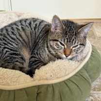 Thumbnail photo of Pearl (k2025) #3