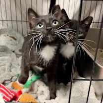 Thumbnail photo of Howl Jenkins Pendragon #2