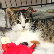 Thumbnail photo of Totoro #1