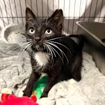 Thumbnail photo of Howl Jenkins Pendragon #3