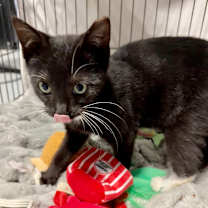 Thumbnail photo of Howl Jenkins Pendragon #4