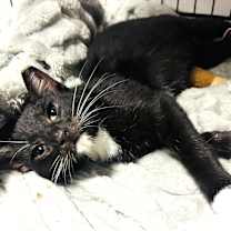 Thumbnail photo of Susuwatari #4