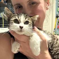 Thumbnail photo of Totoro #4