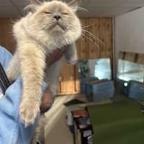 Thumbnail photo of Ferrari #2