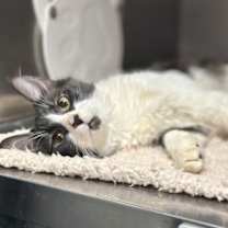 Thumbnail photo of Fumble and Stumble -- Cerebellar Hypoplasia #4