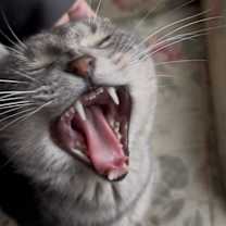 Thumbnail photo of *Smoke - Located in Lynchburg, VA #2