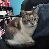 Thumbnail photo of Chloe #4