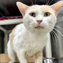 Thumbnail photo of F25 FC 1345 Binky/Bosch #2