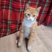 Thumbnail photo of Vixen #2