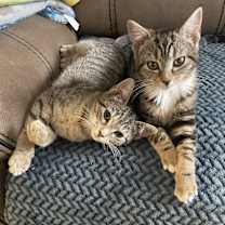 Thumbnail photo of Brie #4