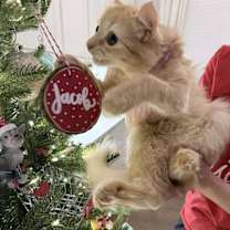 Thumbnail photo of Plumpkin #2