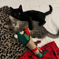 Thumbnail photo of Fedora #3