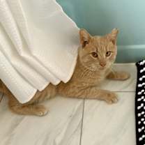 Thumbnail photo of Gingerbread #3