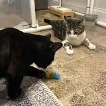 Thumbnail photo of Luci #3