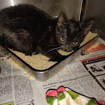 Thumbnail photo of Cotton Candy #1