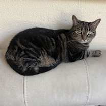 Thumbnail photo of Violet #1