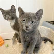 Thumbnail photo of Flint #2