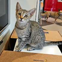 Thumbnail photo of Thistle #1