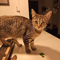 Thumbnail photo of Thistle #2