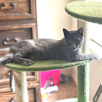 Thumbnail photo of Blue #4