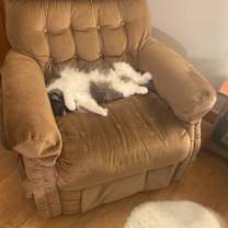 Thumbnail photo of Stella #2