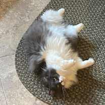 Thumbnail photo of Stella #4