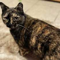 Thumbnail photo of Twinkle #1