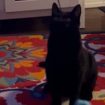 Thumbnail photo of Koda #3