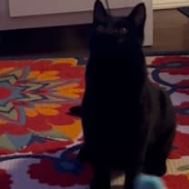 Thumbnail photo of Koda #4