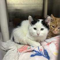 Thumbnail photo of LeSabre #1