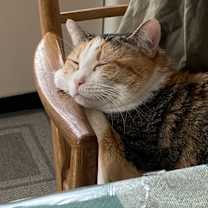 Thumbnail photo of Cleo #1