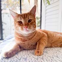 Thumbnail photo of Cassidy  #1