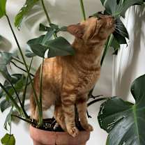 Thumbnail photo of Azlan #4