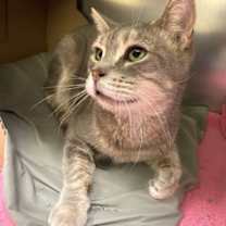 Thumbnail photo of Wreath #3