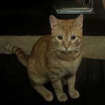 Thumbnail photo of Syvid #2