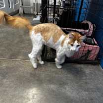 Thumbnail photo of Popcorn #3