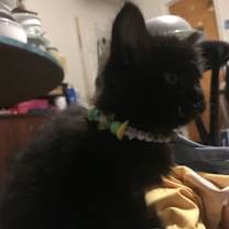 Thumbnail photo of Little Baby #2