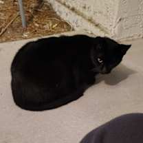 Thumbnail photo of Meryl (bigger) and Addie (smaller) #2