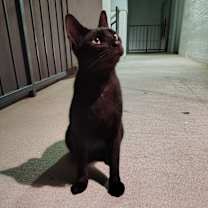 Thumbnail photo of Meryl (bigger) and Addie (smaller) #3