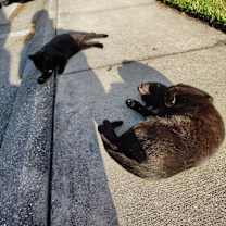 Thumbnail photo of Meryl (bigger) and Addie (smaller) #4