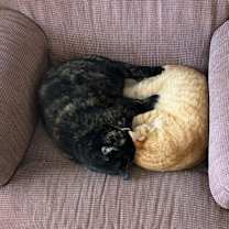 Thumbnail photo of Sophie #4