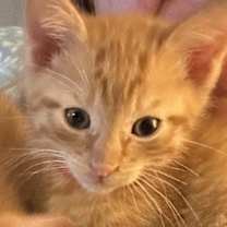 Thumbnail photo of Hissmas #3