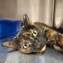 Thumbnail photo of Moe Moe #3