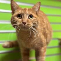 Thumbnail photo of Genre #1