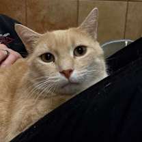 Thumbnail photo of Momma Cat #2