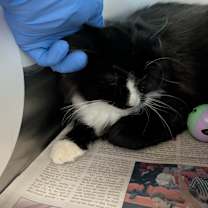 Thumbnail photo of Topper #4