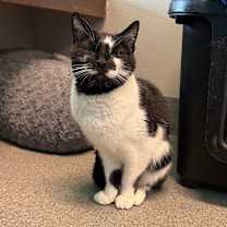 Thumbnail photo of White Mesquite #3