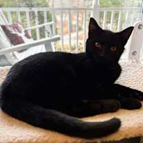 Thumbnail photo of Binx #3