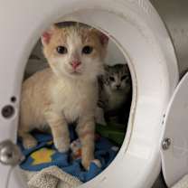 Thumbnail photo of Marciano #1