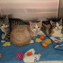 Thumbnail photo of Marciano #2